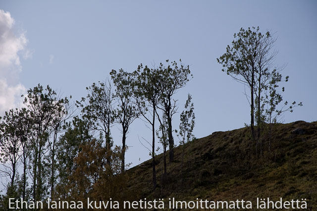haapoja