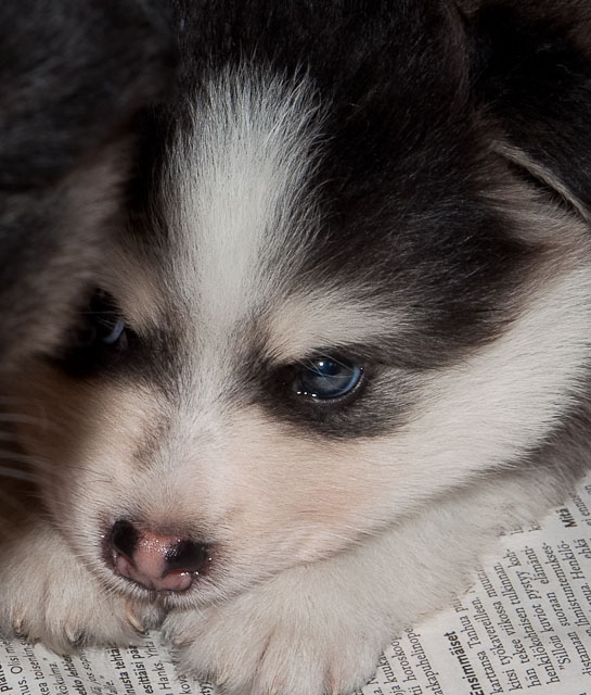 domino