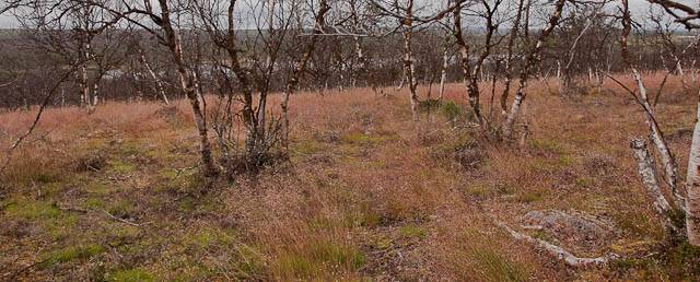 metsä